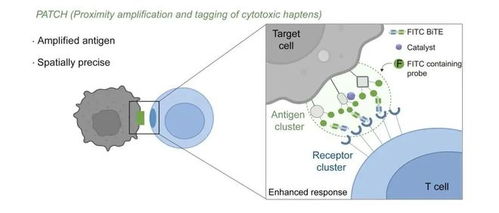 我國(guó)科研人員開(kāi)發(fā)出可精準(zhǔn)識(shí)別癌細(xì)胞的納米標(biāo)記機(jī)器人自動(dòng)識(shí)別技術(shù)
